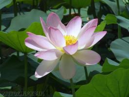 Nelumbo nucifera indiai lotos virág tavirózsa